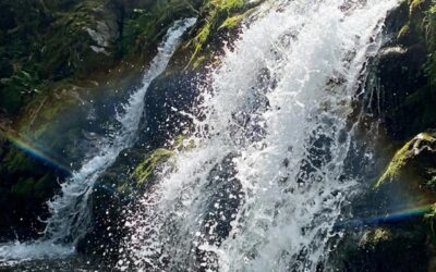 Dynamisation de l’eau : votre chat a raison — mais pas pour la raison que vous croyez