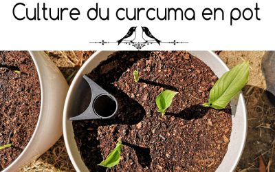 Curcuma longa : culture, propriétés, bienfaits