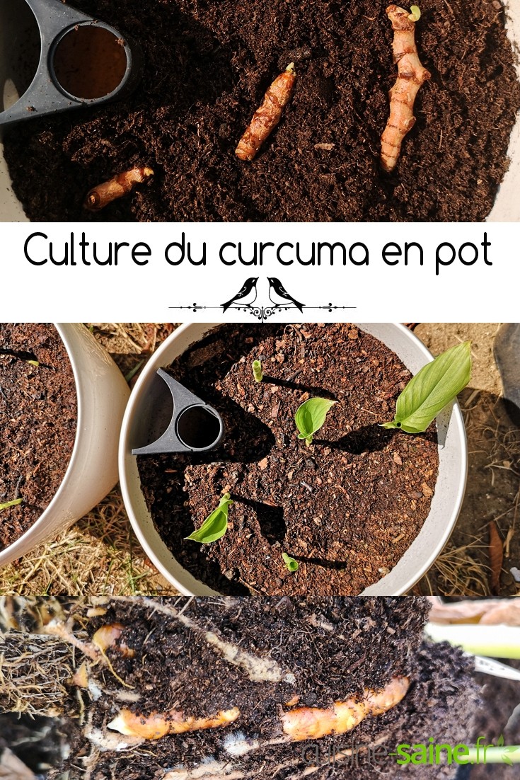 culture du curcuma en pot