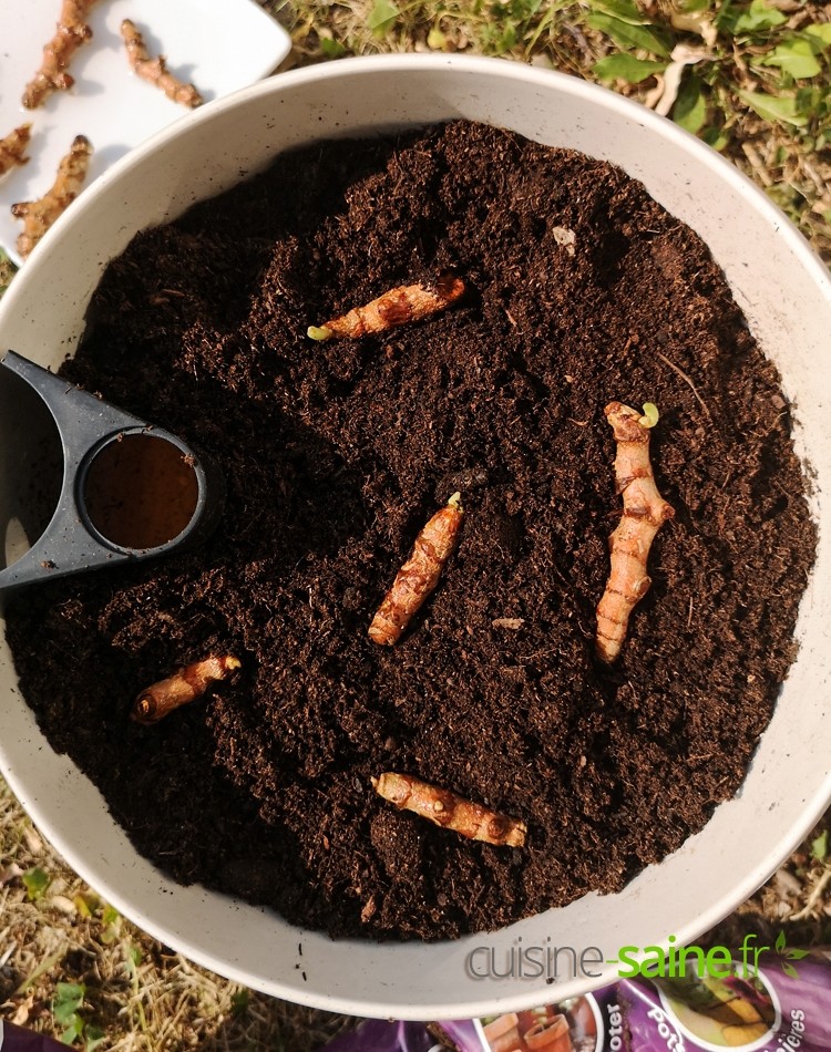 plantation des rhizomes de curcuma