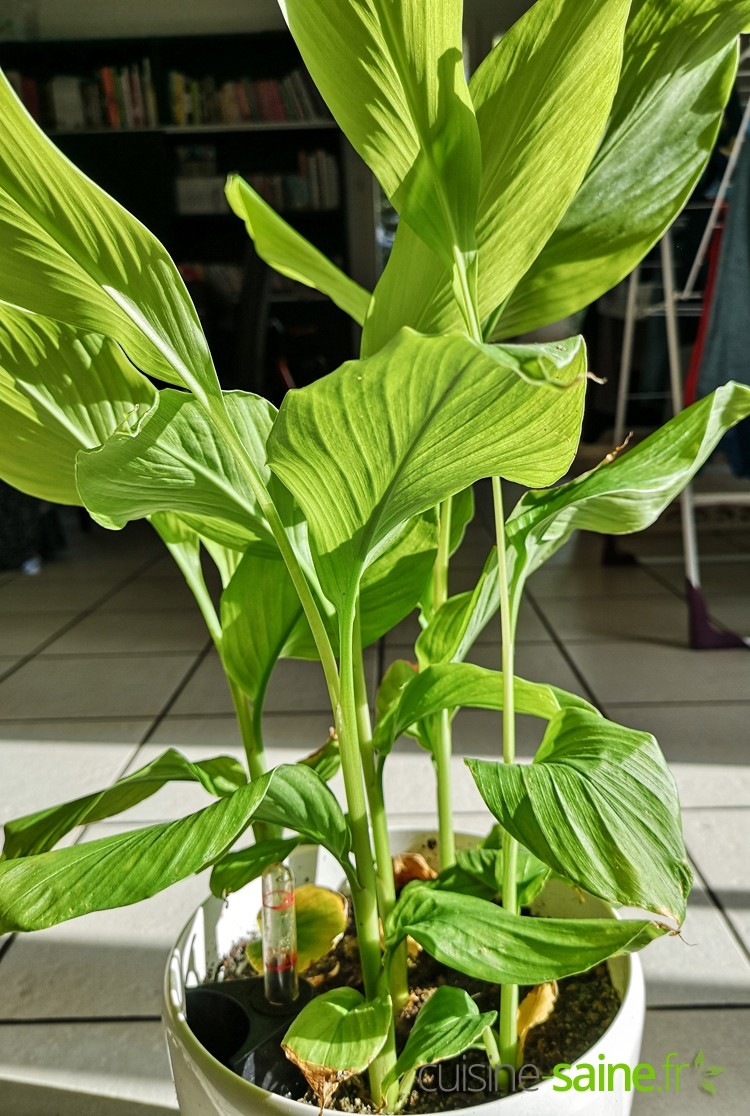 plant de curcuma - feuilles