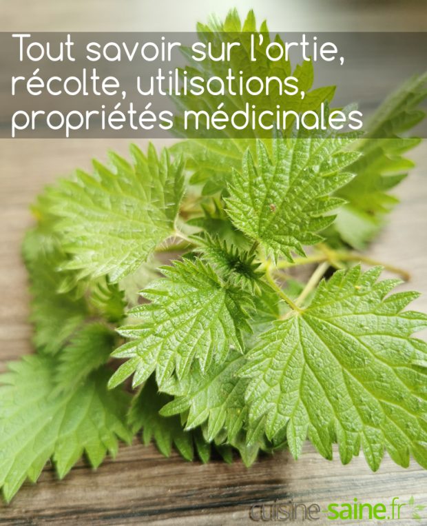 Tout savoir sur l’ortie, récolte, utilisations, propriétés médicinales