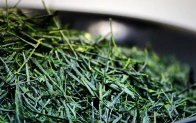 Comment choisir son thé vert ?