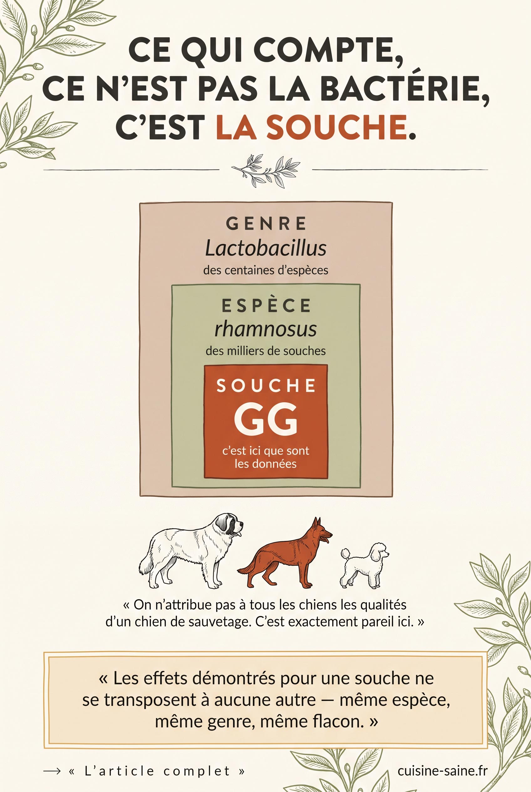 Genre, espèce et souche : les données cliniques portent sur la souche, pas sur le genre bactérien