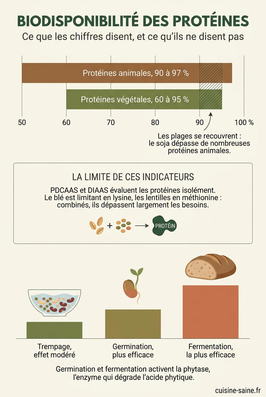 Comparaison de la biodisponibilité des protéines animales (90 à 97 %) et végétales (60 à 95 %), avec une zone de recouvrement, et efficacité comparée du trempage, de la germination et de la fermentation