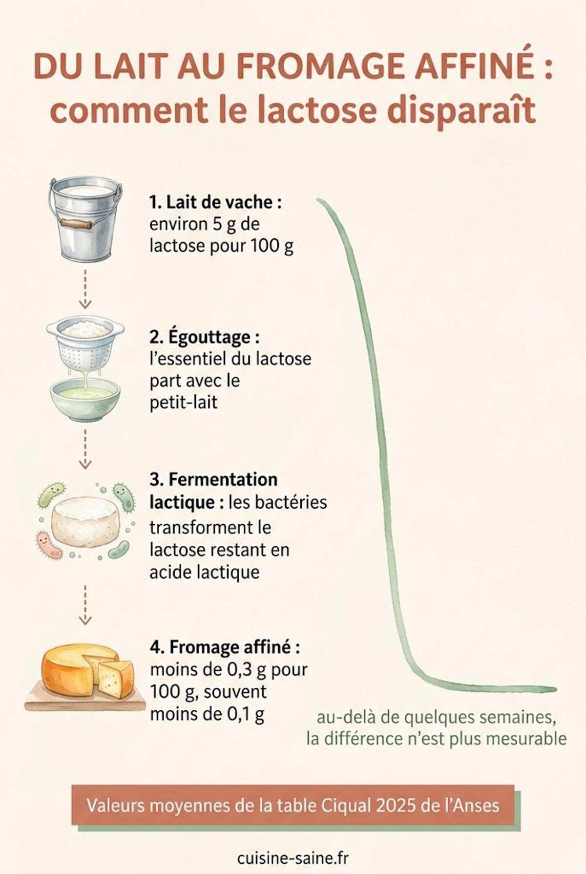 Schéma de la disparition du lactose du lait au fromage affiné : égouttage, fermentation lactique puis affinage, avec les teneurs Ciqual à chaque étape