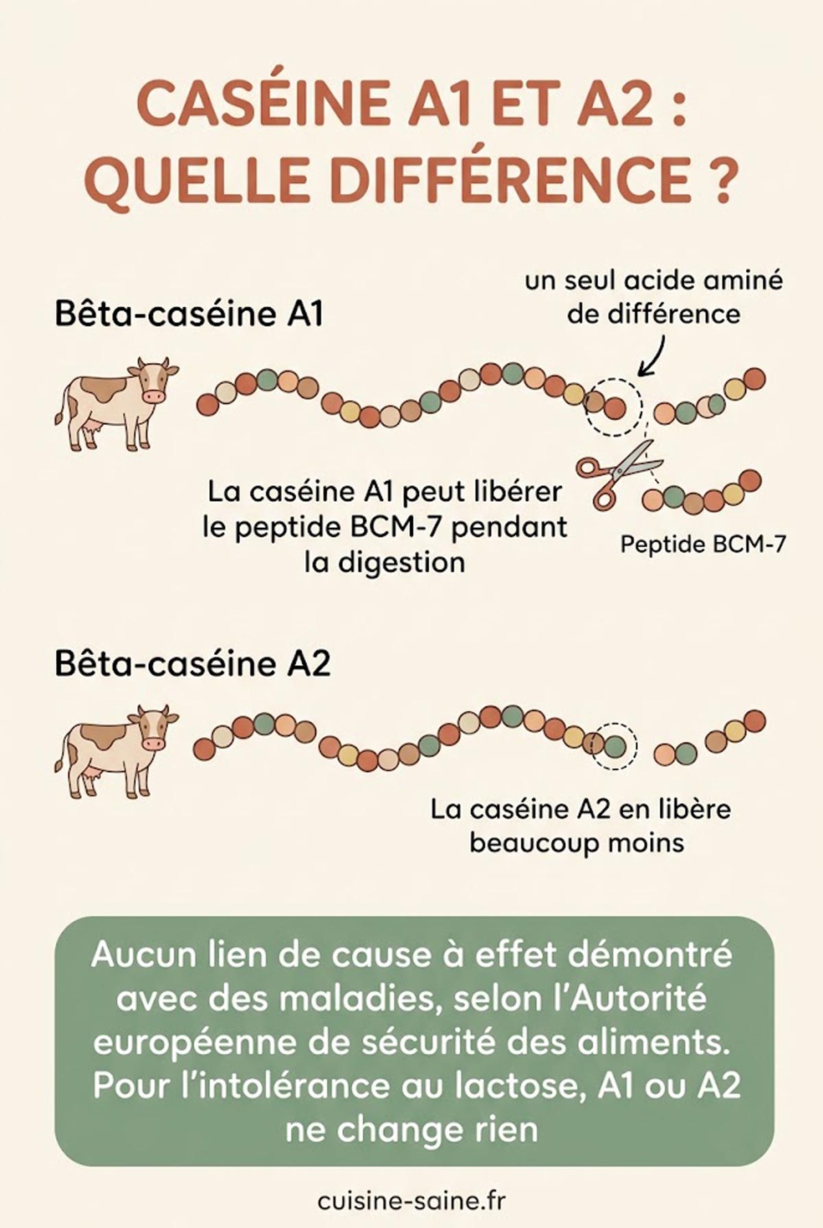 Schéma des deux variantes de la bêta-caséine du lait, A1 et A2, et du peptide BCM-7 libéré pendant la digestion de la variante A