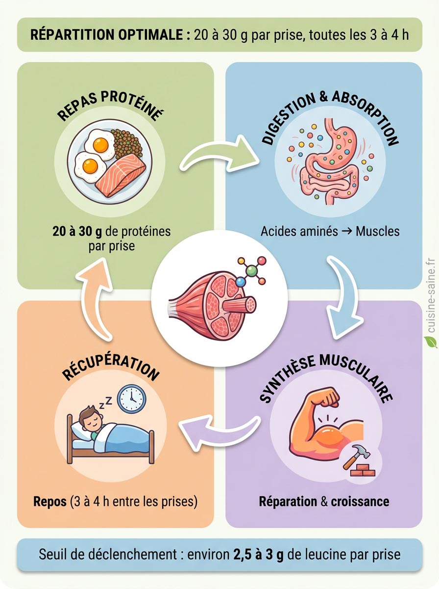Cycle de la répartition des protéines sur la journée : 20 à 30 g par prise toutes les 3 à 4 heures, digestion, synthèse musculaire, récupération